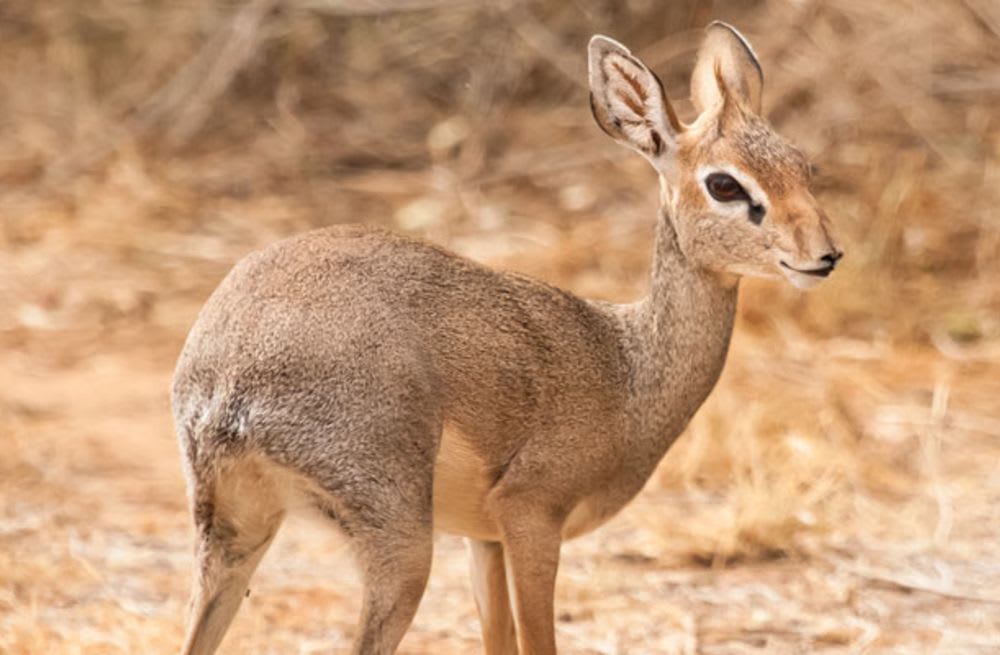 Giving Back- SuperYachtsMonaco helps promote conservation efforts in Namibia with REST